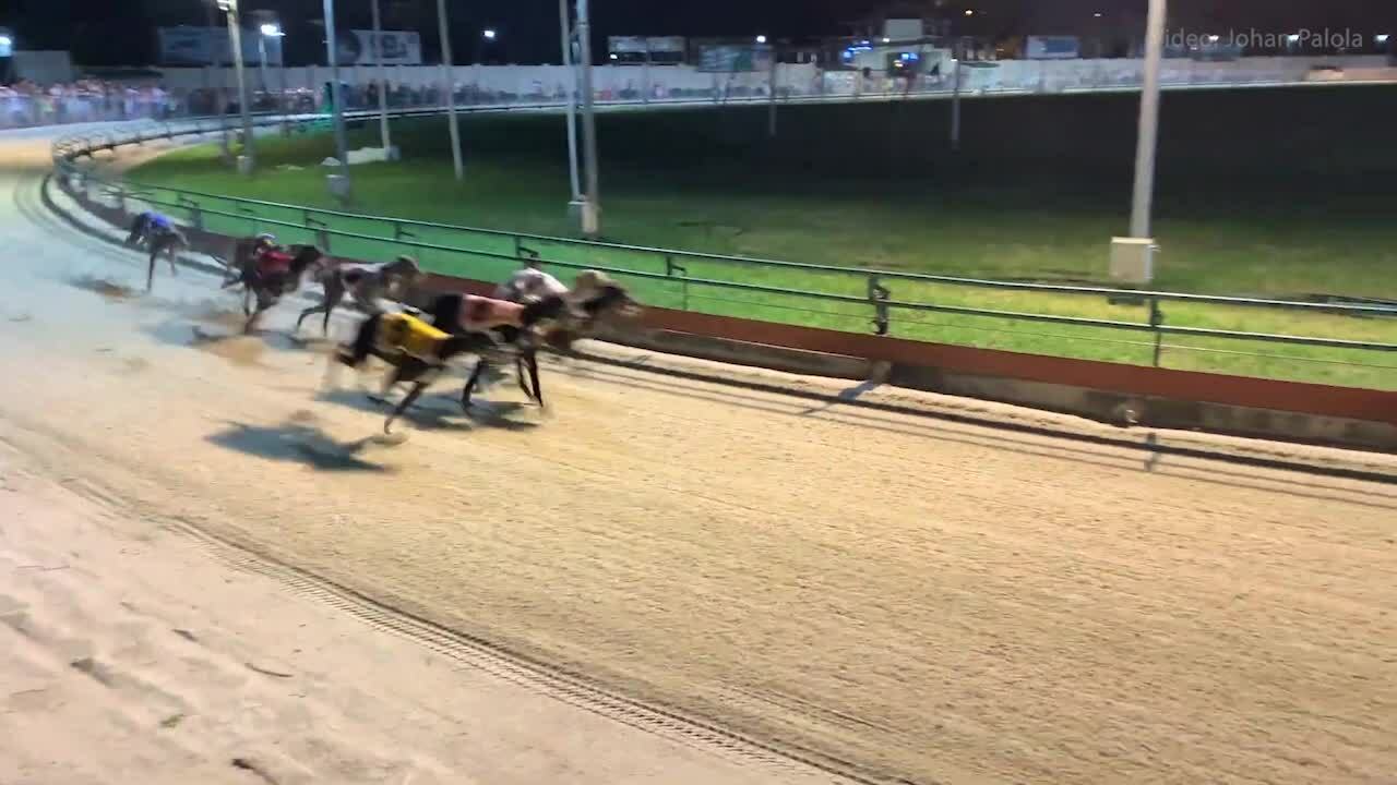 Cuối tuần xem đua chó tốc độ ở Vũng Tàu